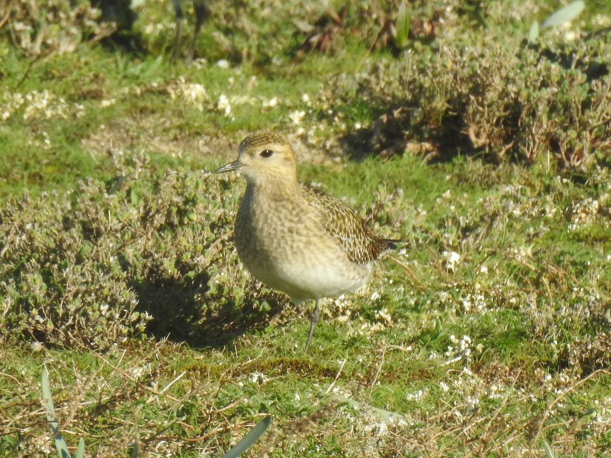European Golden-Plover - ML614780744