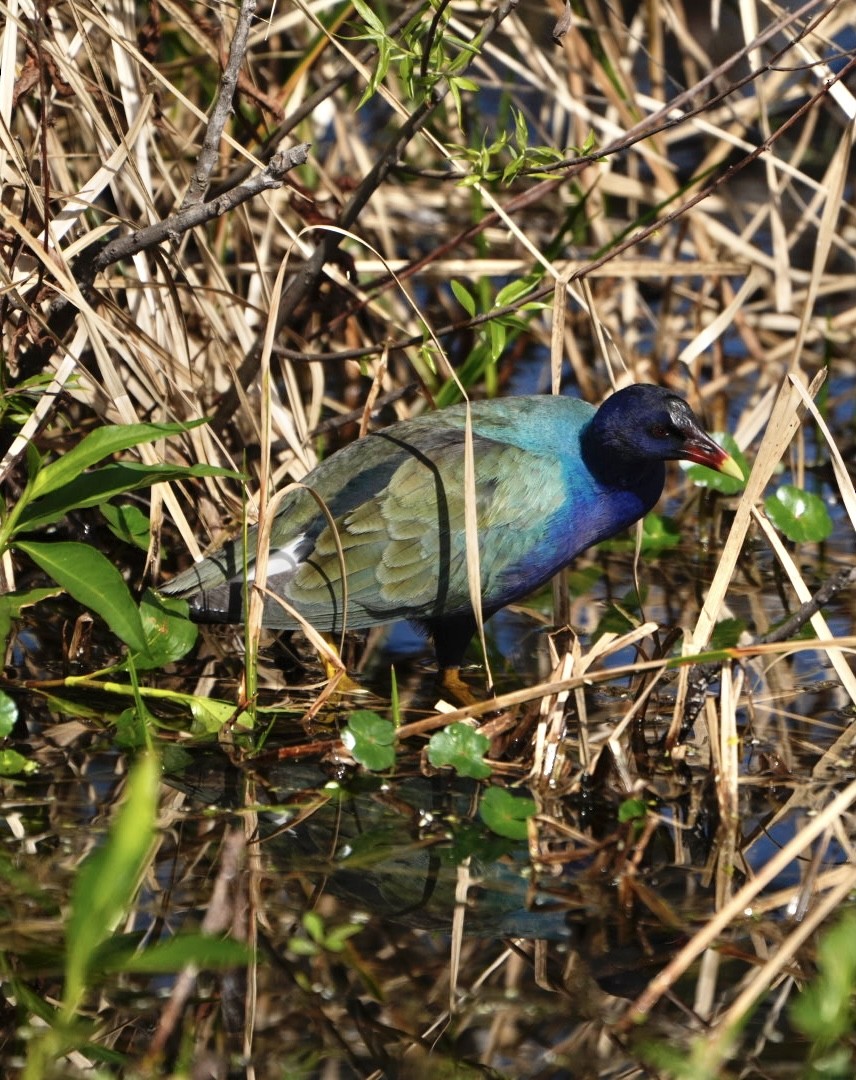 Purple Gallinule - ML614780791