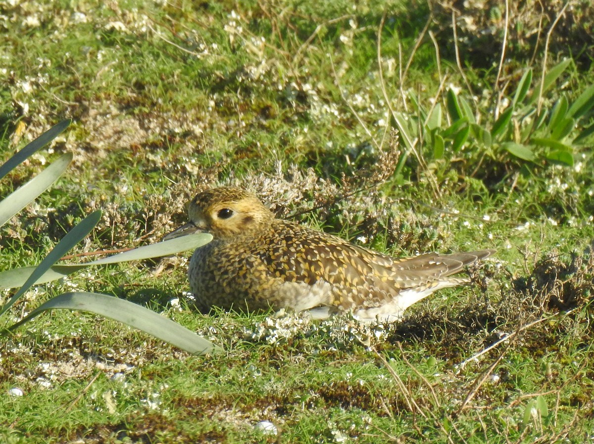 European Golden-Plover - ML614780830