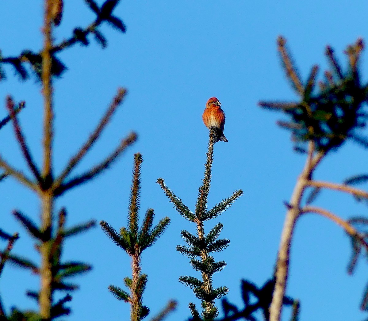 Red Crossbill - ML614780861