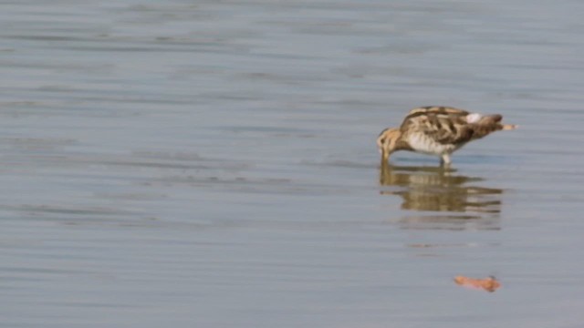 Common Snipe - ML614780874