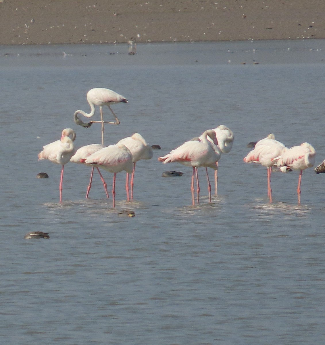 Greater Flamingo - ML614780924