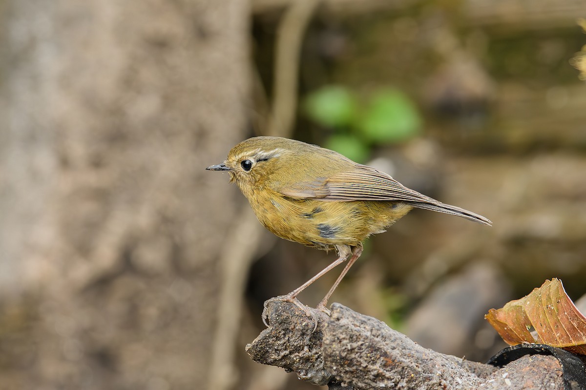 White-browed Bush-Robin - ML614780936