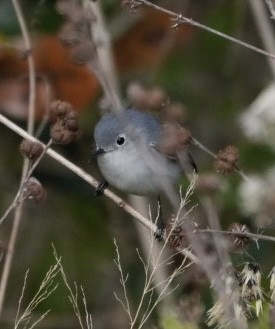 ברחשית כחלחלה - ML614780955