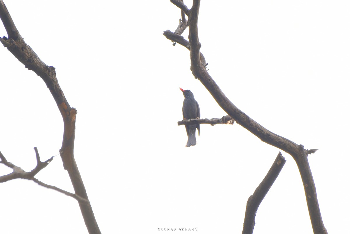 Square-tailed Bulbul - Neenad Abhang