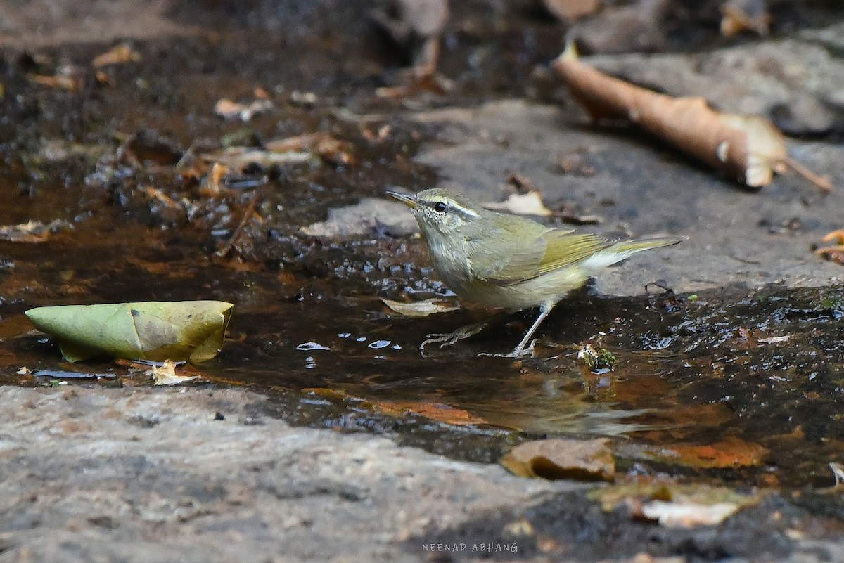 Tytler's Leaf Warbler - Neenad Abhang