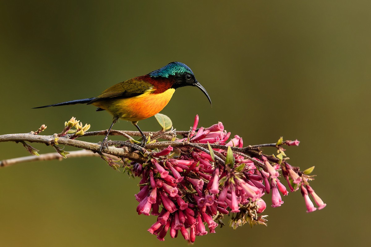 Green-tailed Sunbird - Sudhir Paul