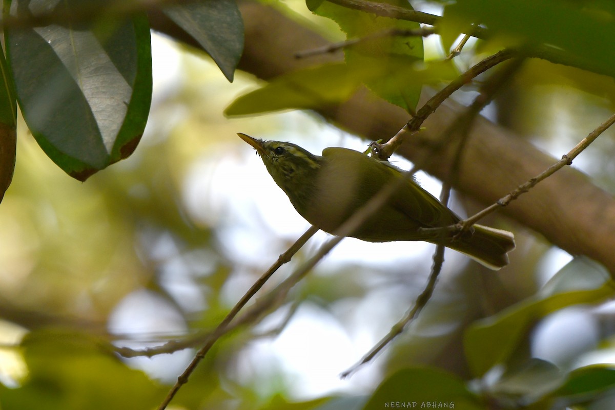 Western Crowned Warbler - Neenad Abhang