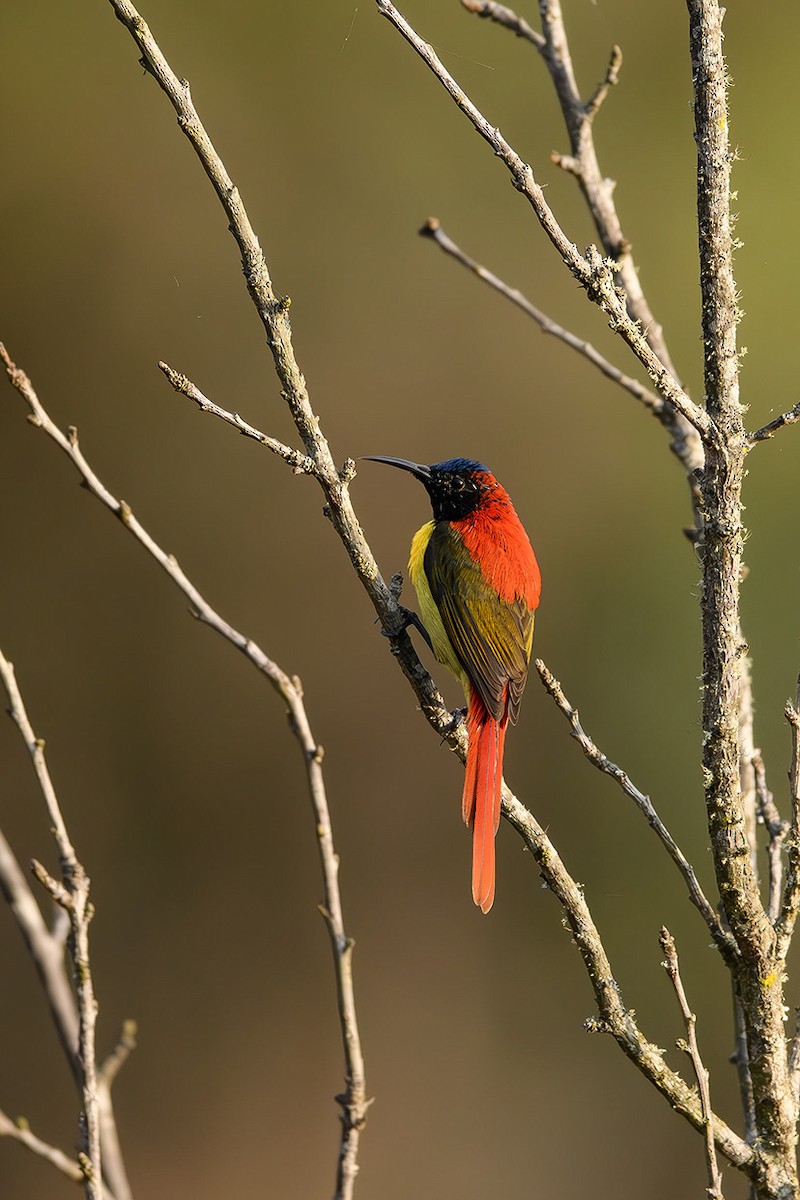 Fire-tailed Sunbird - Sudhir Paul