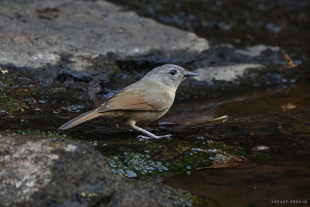 Brown-cheeked Fulvetta - Neenad Abhang