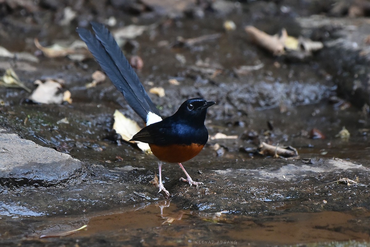 White-rumped Shama - Neenad Abhang