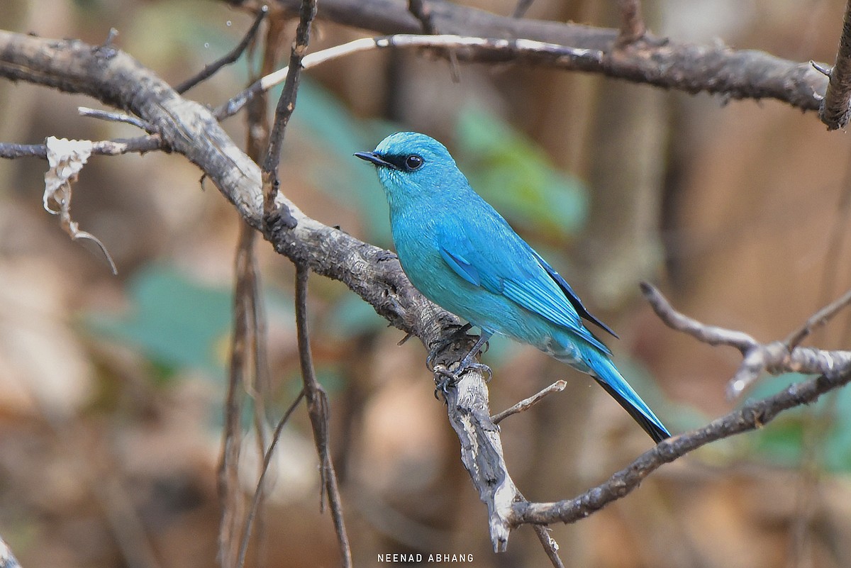 Verditer Flycatcher - Neenad Abhang