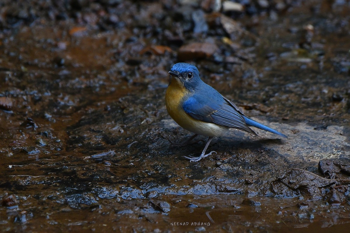 Tickell's Blue Flycatcher - Neenad Abhang