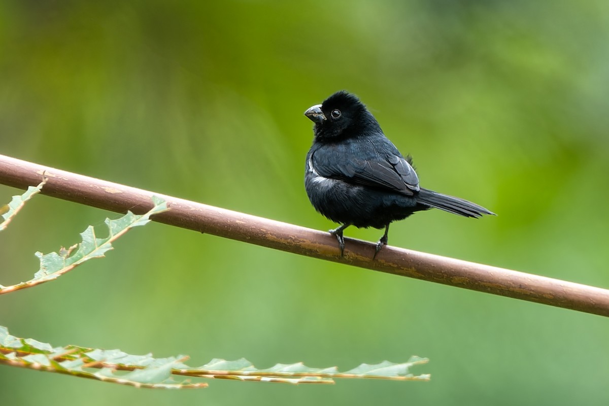 Variable Seedeater - ML614781025