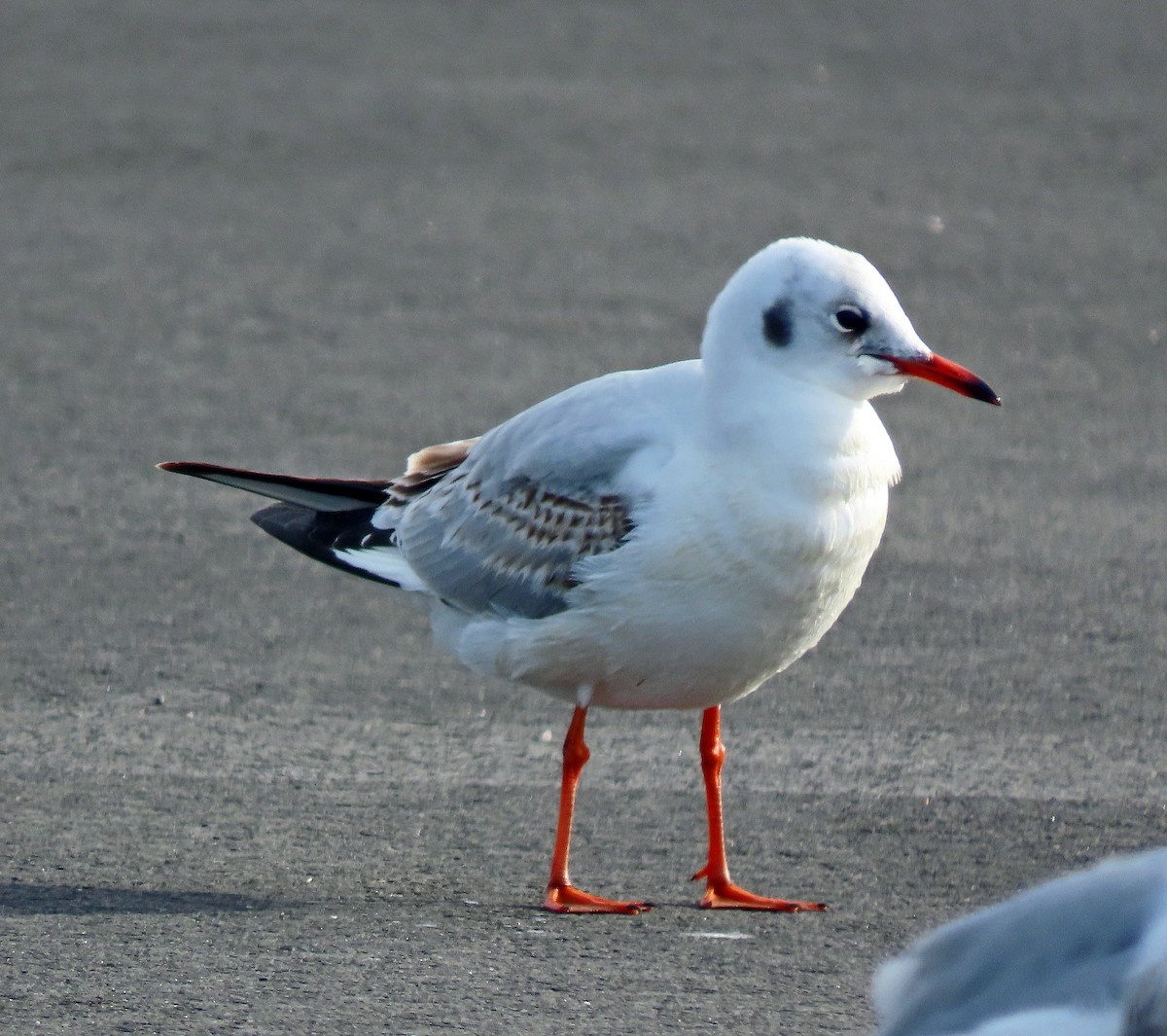 Mouette rieuse - ML614781033