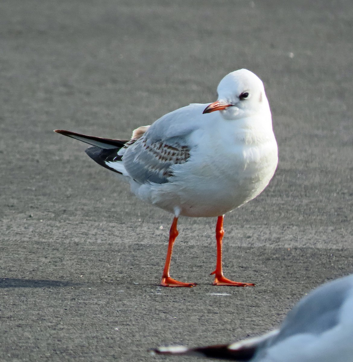 Black-headed Gull - ML614781034