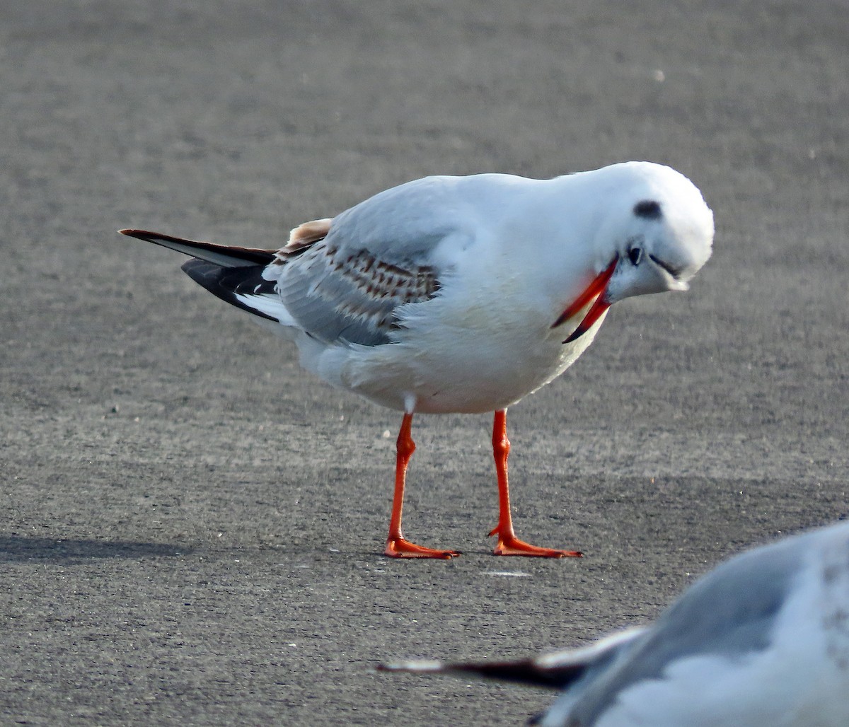 Mouette rieuse - ML614781036