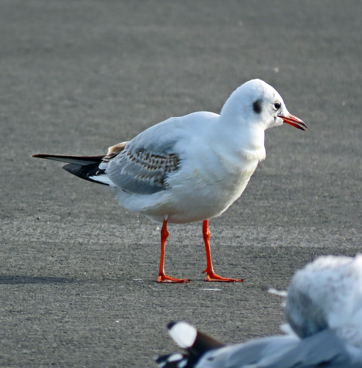 Mouette rieuse - ML614781040