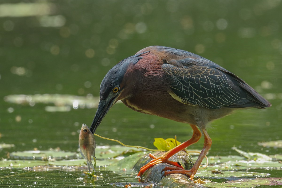 Green Heron - ML614781373