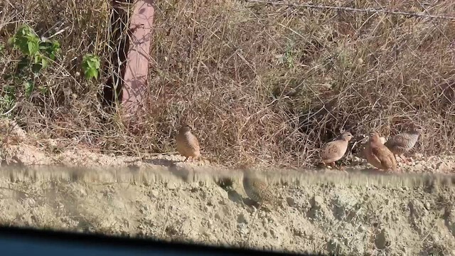 Jungle Bush-Quail - ML614781412