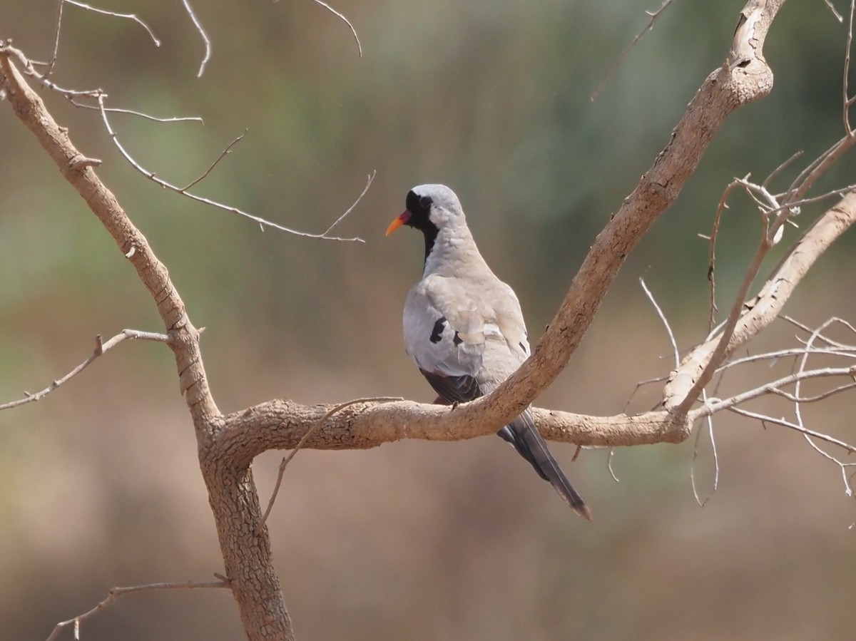 Namaqua Dove - ML614781455