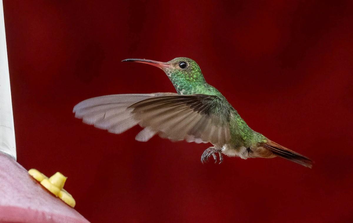 Rufous-tailed Hummingbird - ML614781461