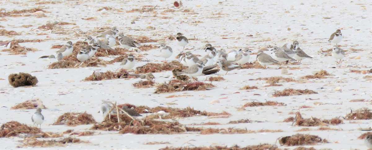 Piping Plover - ML614781607