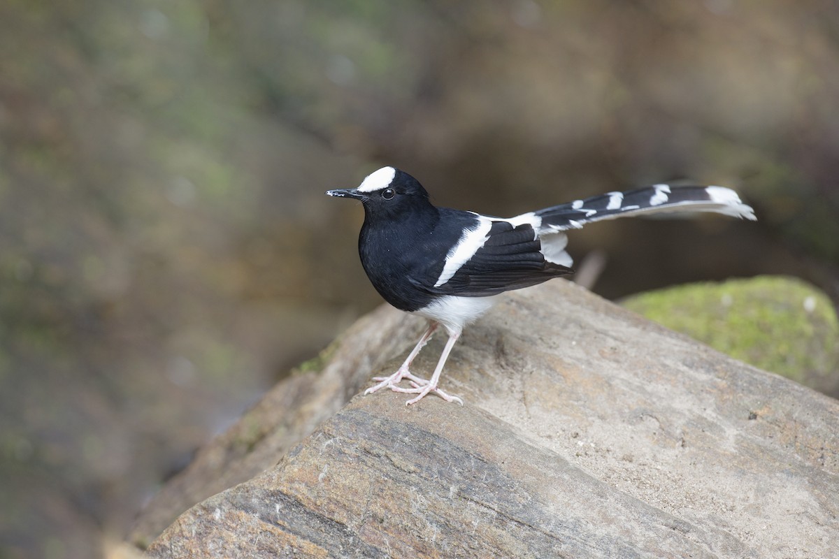 White-crowned Forktail - ML614781721