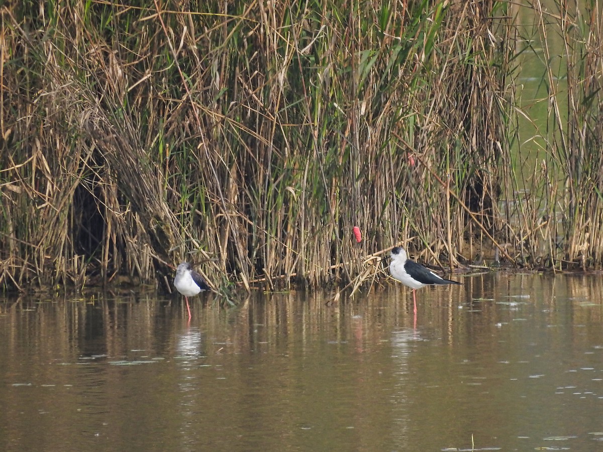 Black-winged Stilt - Kevin Chumpitaz Trujillo