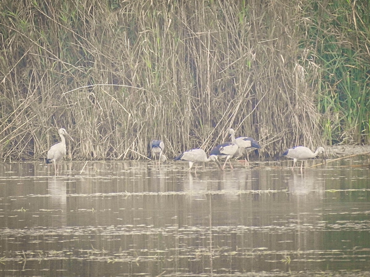 Asian Openbill - ML614781786