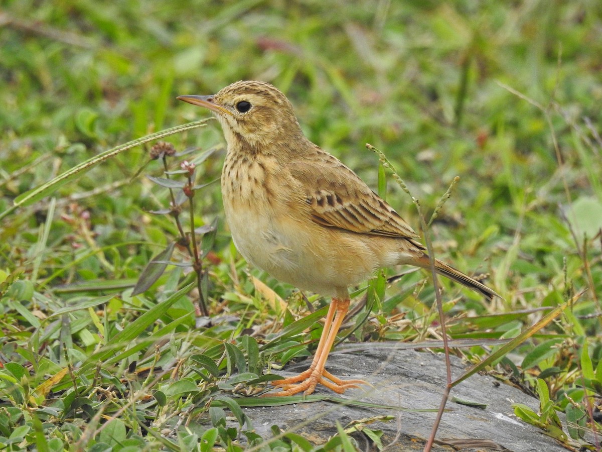 Paddyfield Pipit - ML614781804