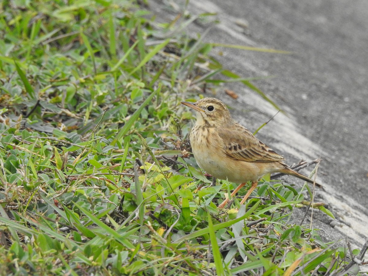 Paddyfield Pipit - ML614781806