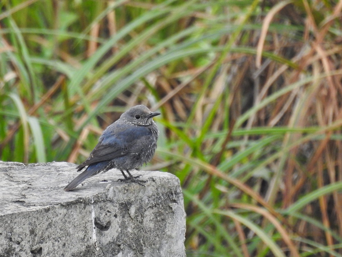 Blue Rock-Thrush - ML614781821