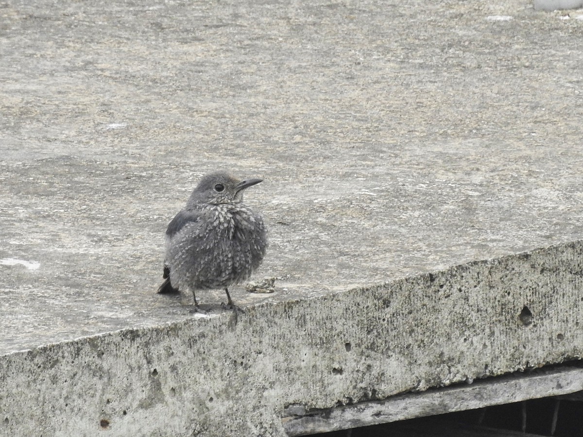 Blue Rock-Thrush - ML614781826