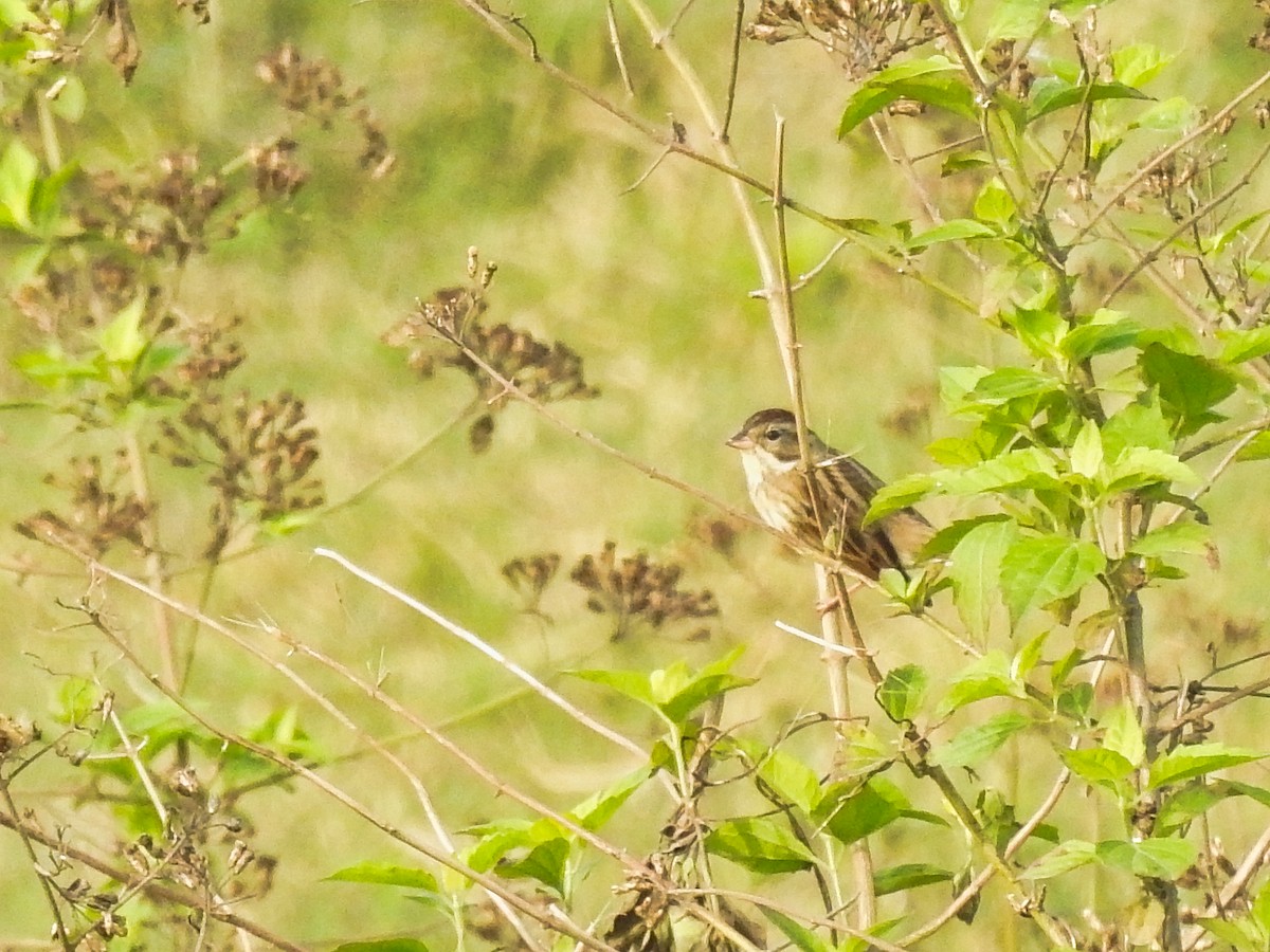 Black-faced Bunting - ML614781828