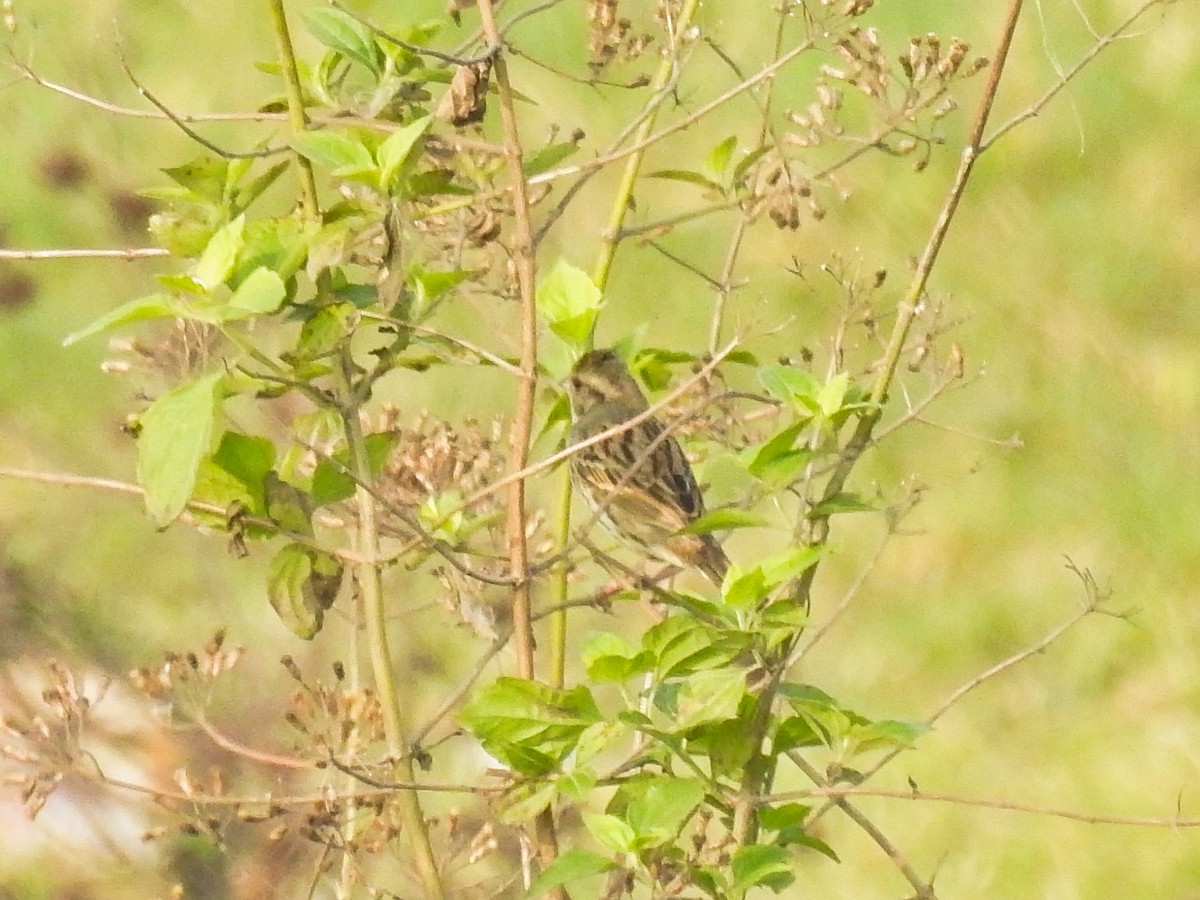 Black-faced Bunting - Kevin Chumpitaz Trujillo