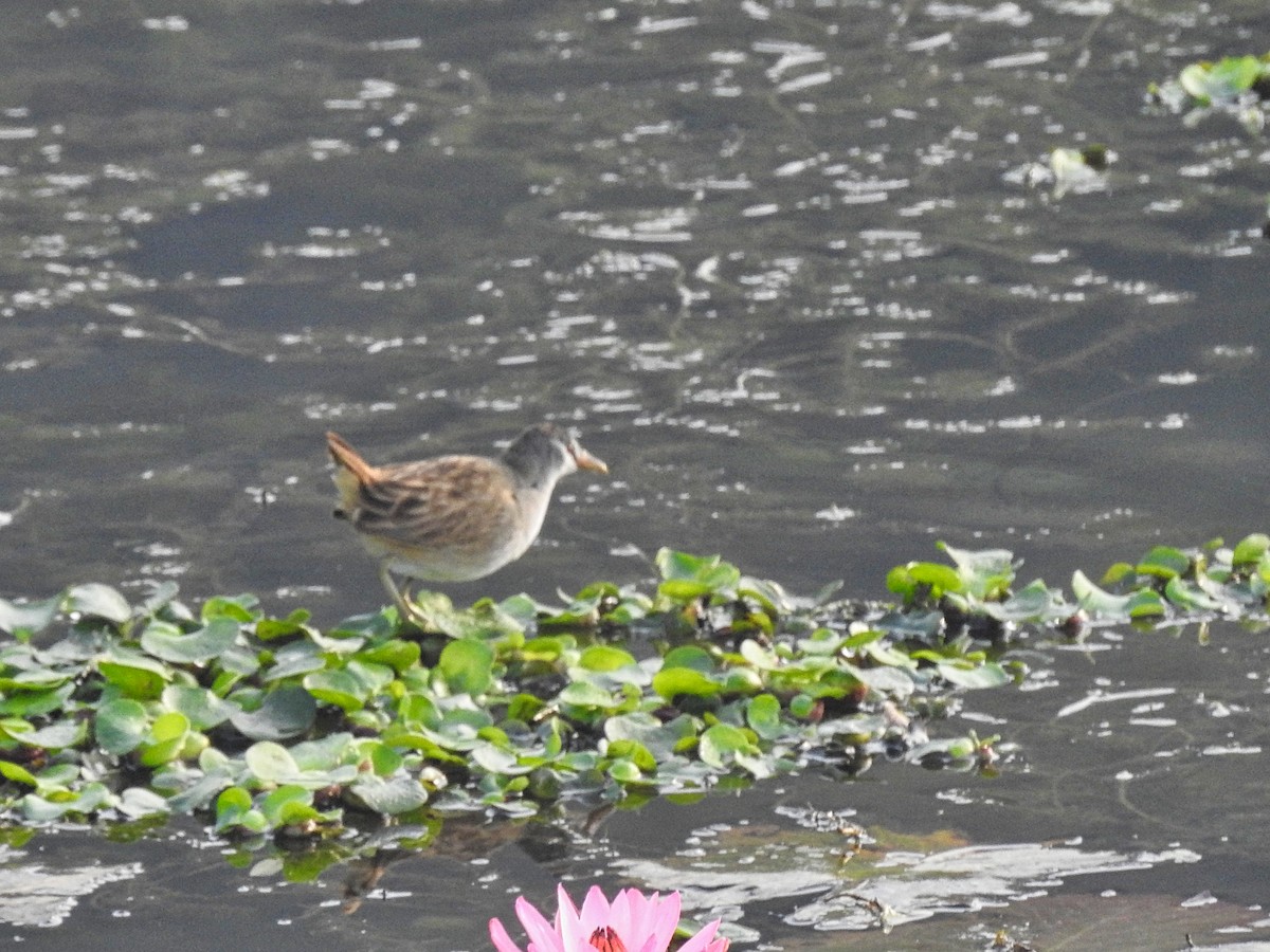 White-browed Crake - ML614781844