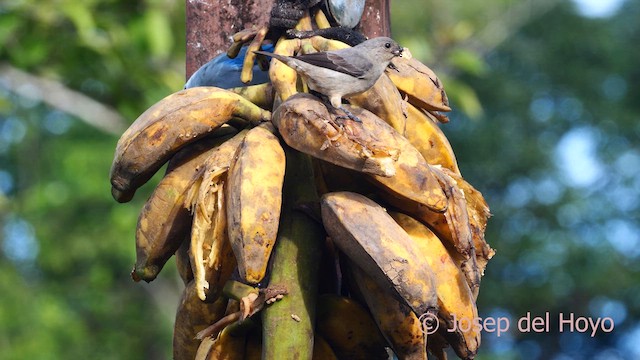 Plain-colored Tanager - ML614781862