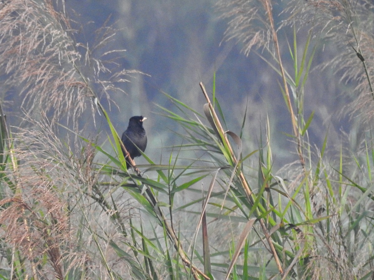 Crested Myna - Kevin Chumpitaz Trujillo