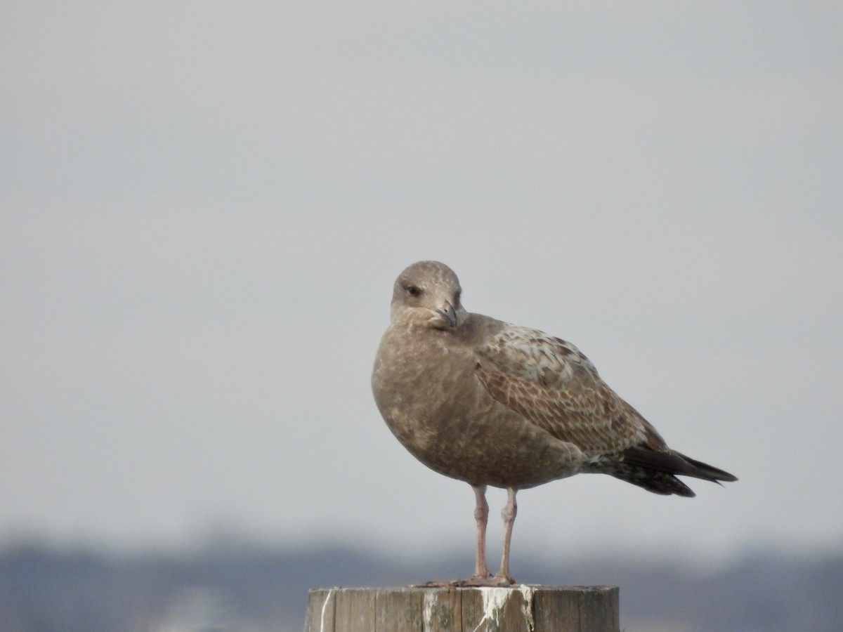 Herring Gull - Kathleen Coyle