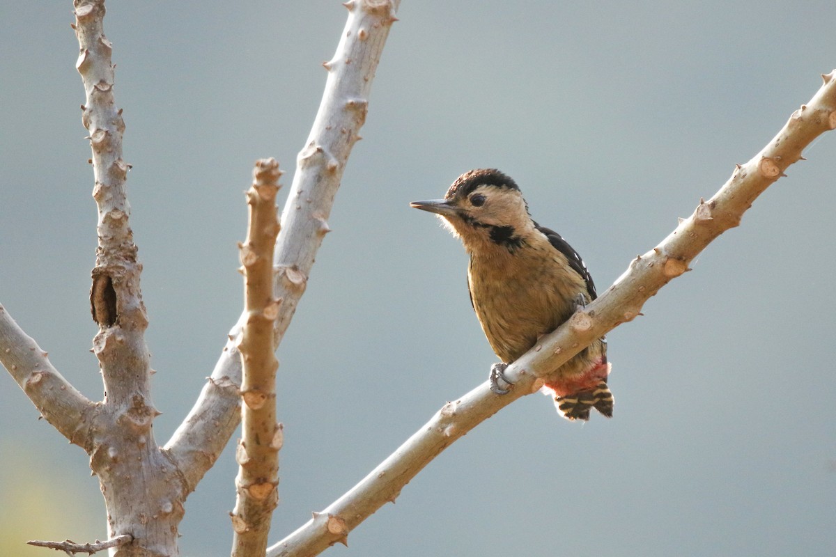 Fulvous-breasted Woodpecker - ML614781919