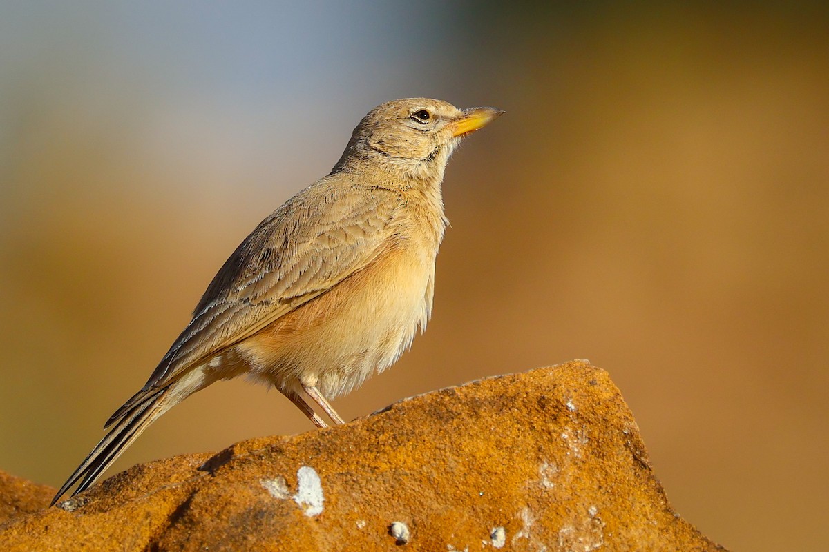 Desert Lark - ML614781944