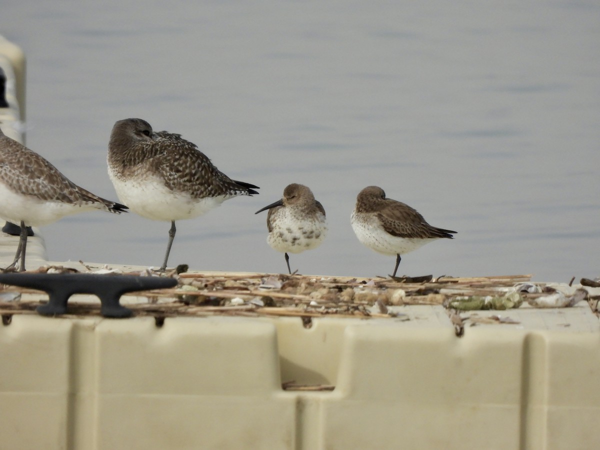 Black-bellied Plover - ML614781950