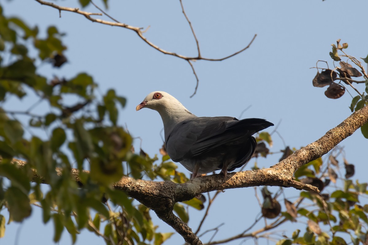 Andaman Wood-Pigeon - ML614781977