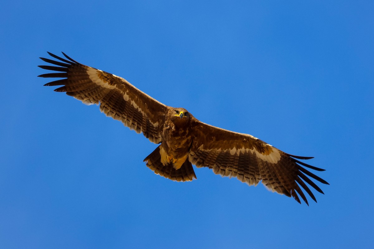 Águila Esteparia - ML614782038