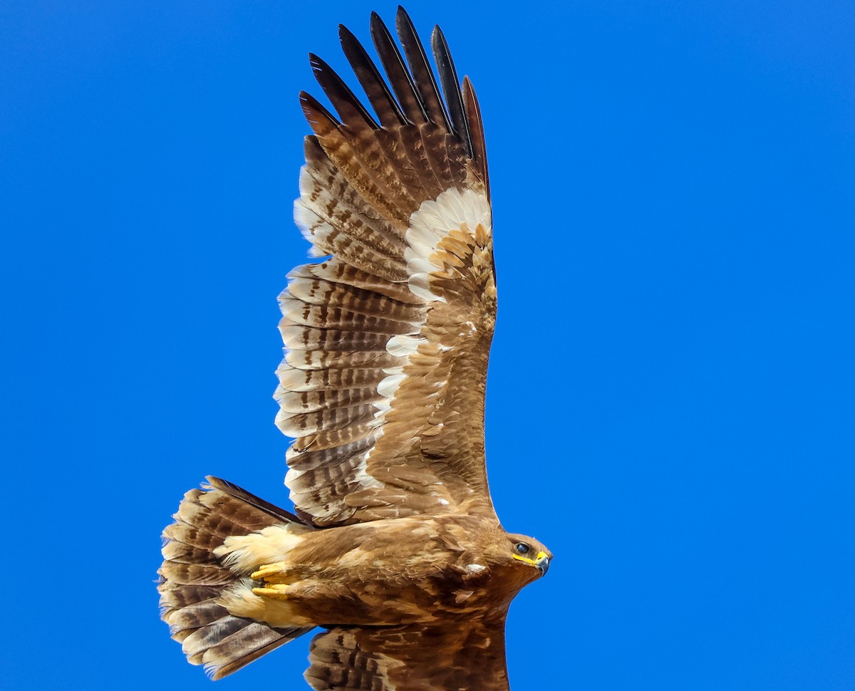 Steppe Eagle - Rahul Pereira