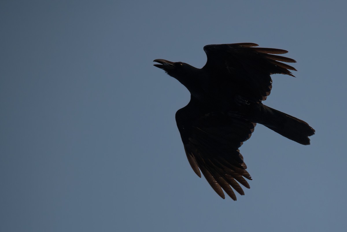 Large-billed Crow (Eastern) - ML614782122
