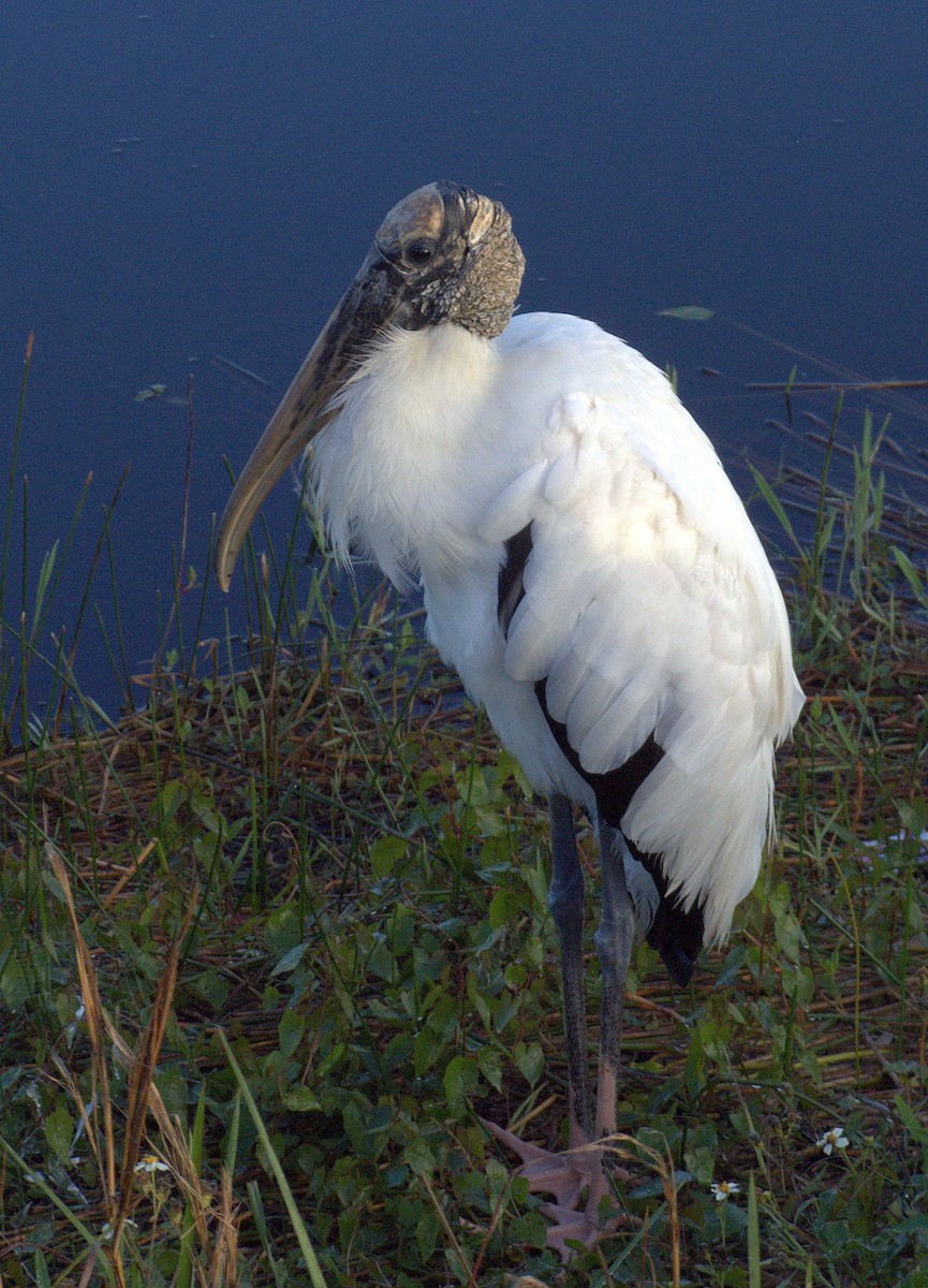 Wood Stork - ML614782132