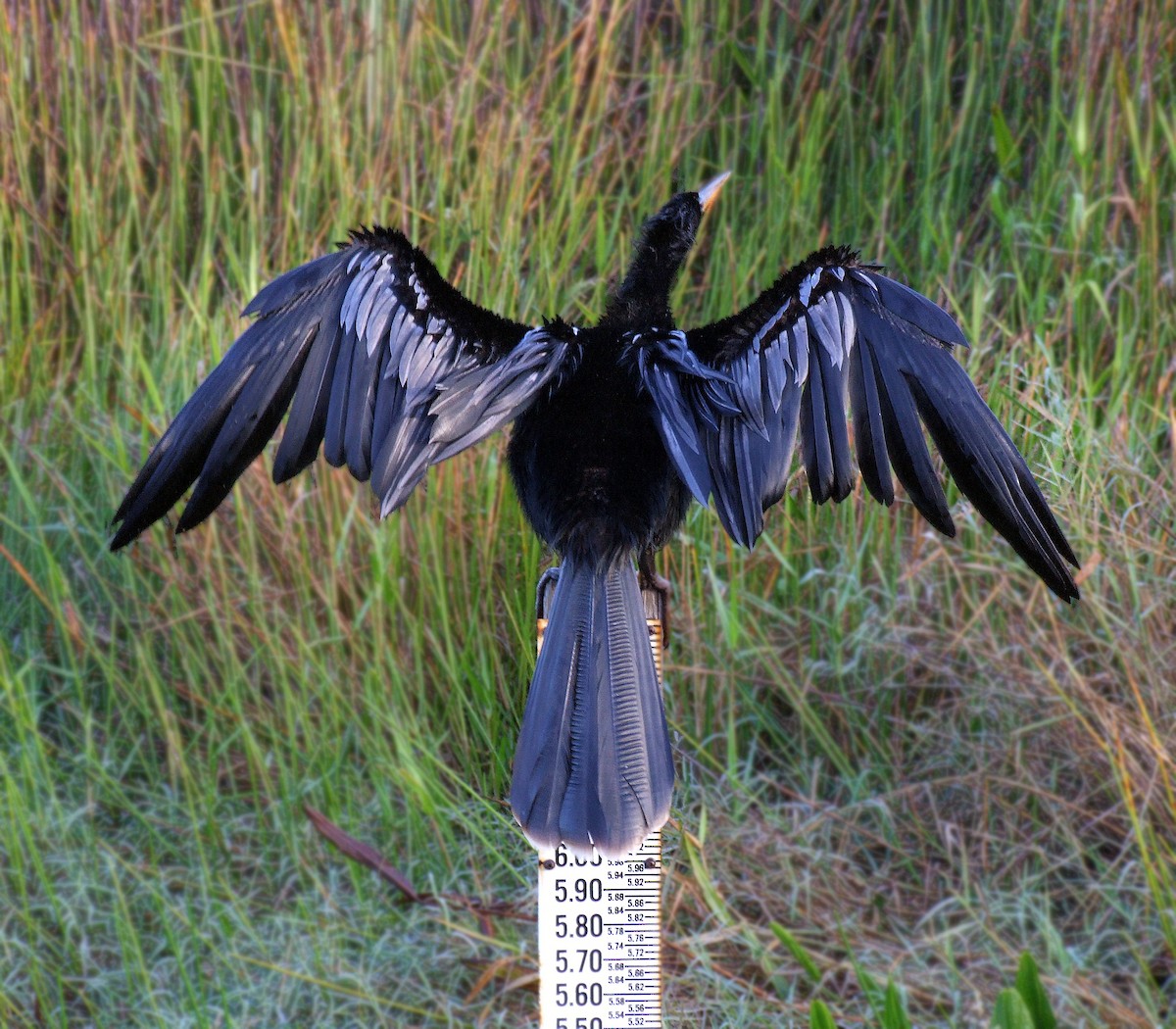 Anhinga d'Amérique - ML614782180