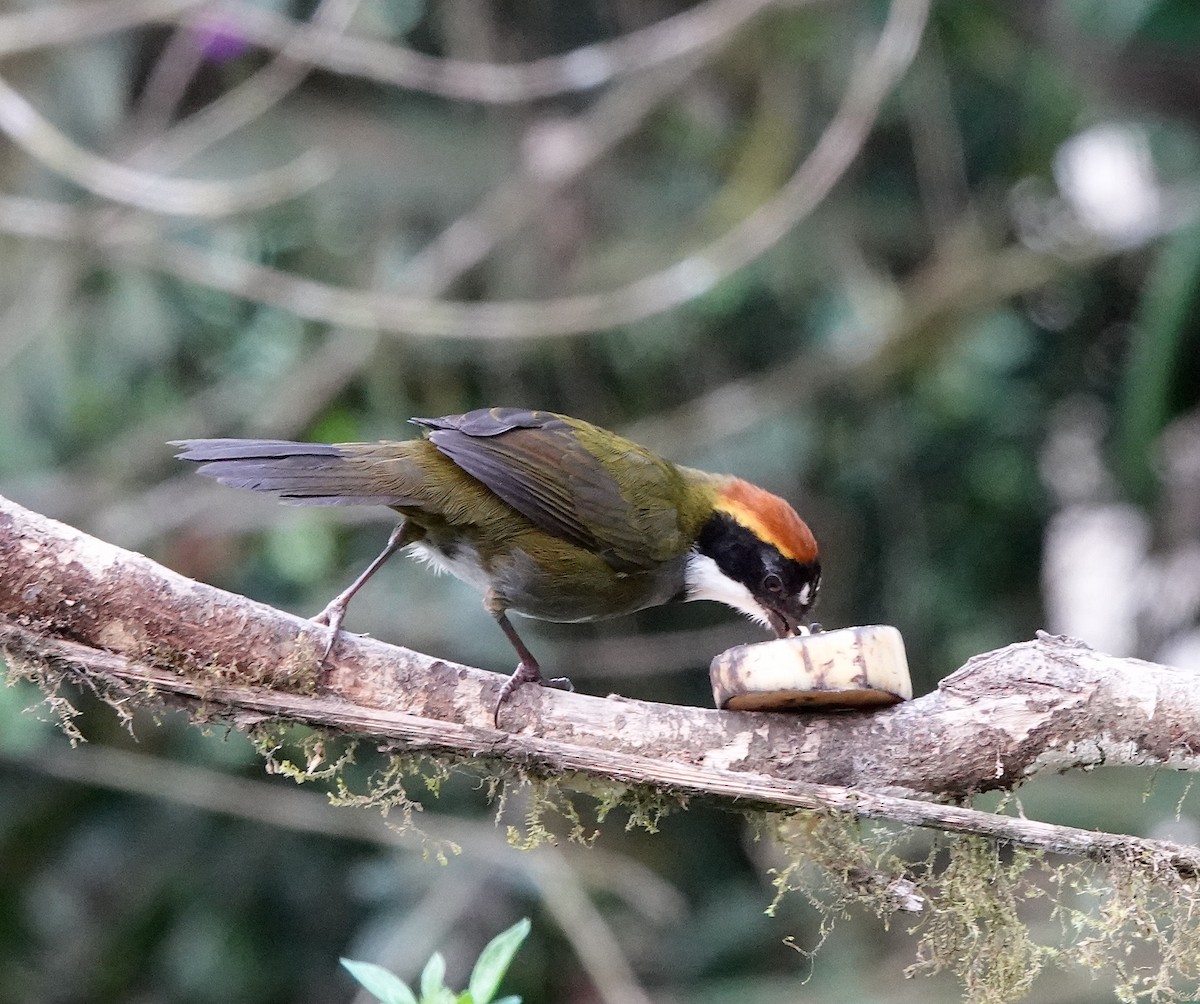 Chestnut-capped Brushfinch - ML614782228